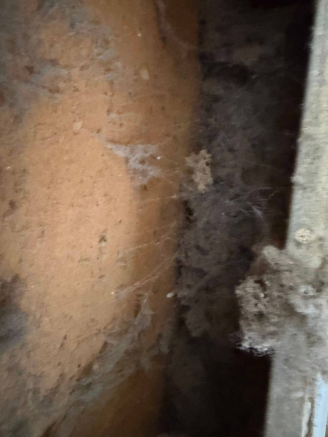 Pelusa y telarañas pegadas dentro del hueco de una pared, junto a un conducto.